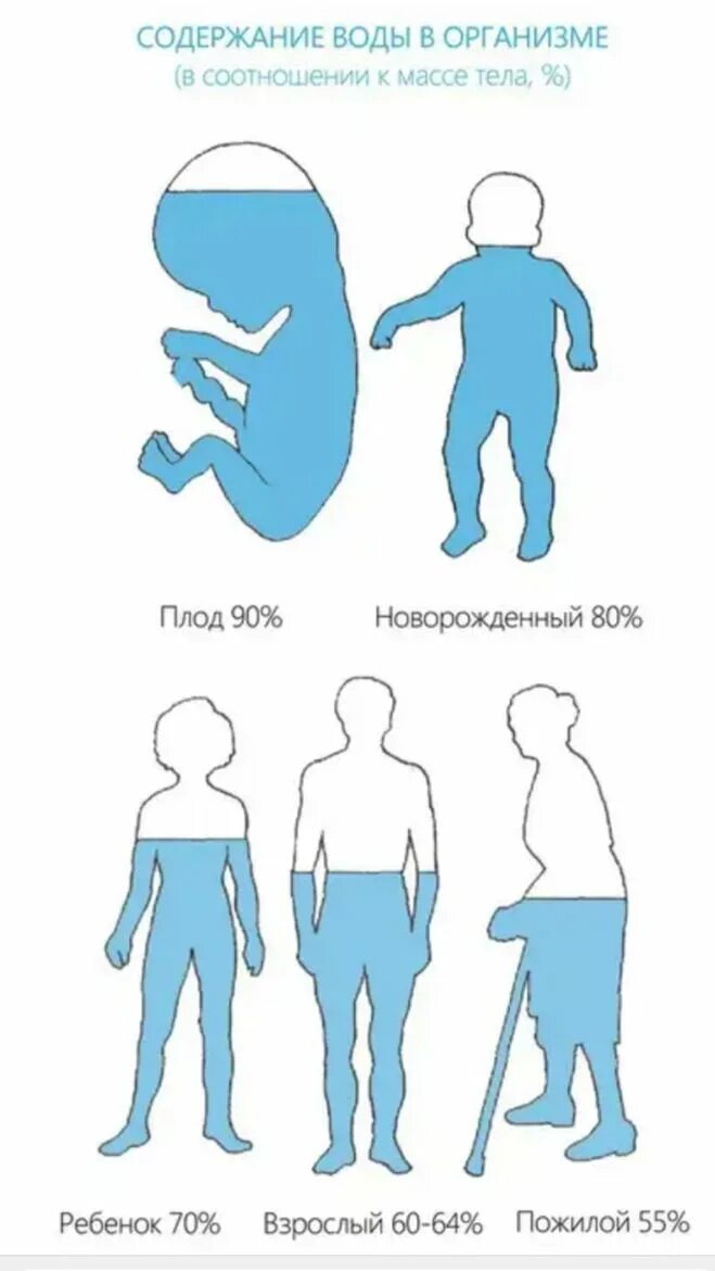 95 процентов воды. Вода в организме человека. Содержание воды в организме. Содержание воды в организме человека. Ода в организме человека..