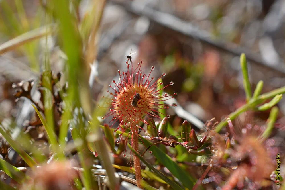 росянка садовая. насекомоядная росянка круглолистная в оренбургской области. аналогичные органы усики гороха. растение который ест насекомых в игре. колючки барбариса и акации.