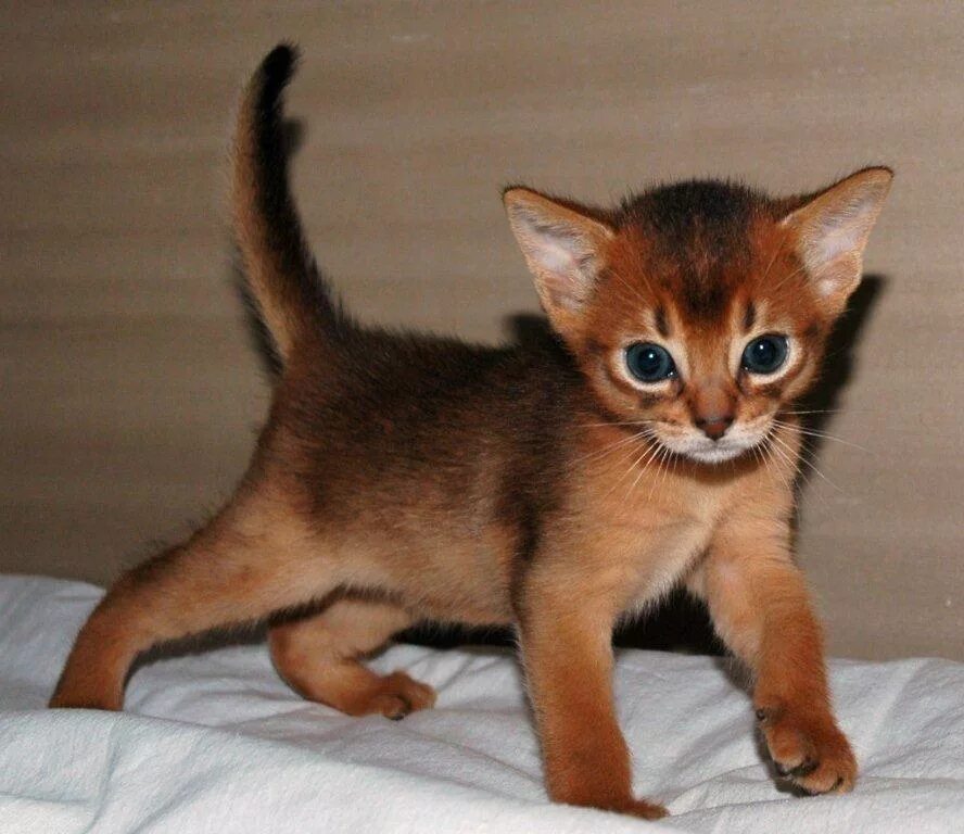 Фотографии абиссинскую породу. Абиссинская кошка. Кот породы абиссинец. Абиссинская кошка котёнок. Абиссинская короткошерстная.