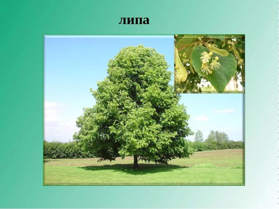 Смешанные леса 4 класс. Деревья леса 4 класс. Презентация смешанные леса 4 класс. Липа для слайда. Деревья леса 4 класс.