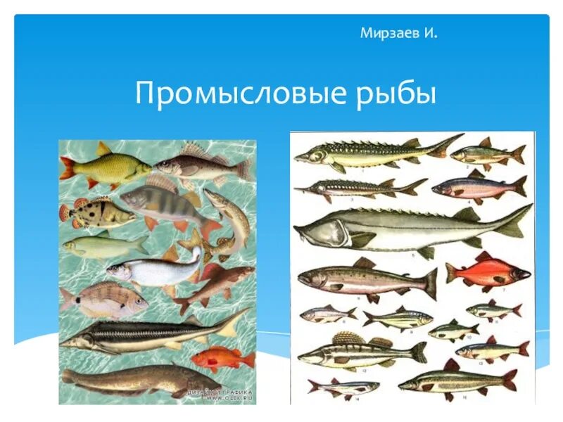 Промысловые группы рыб. Промысловые рыбы. Название промысловых рыб. Промысловые рыбы России. Морская Промысловая рыба.