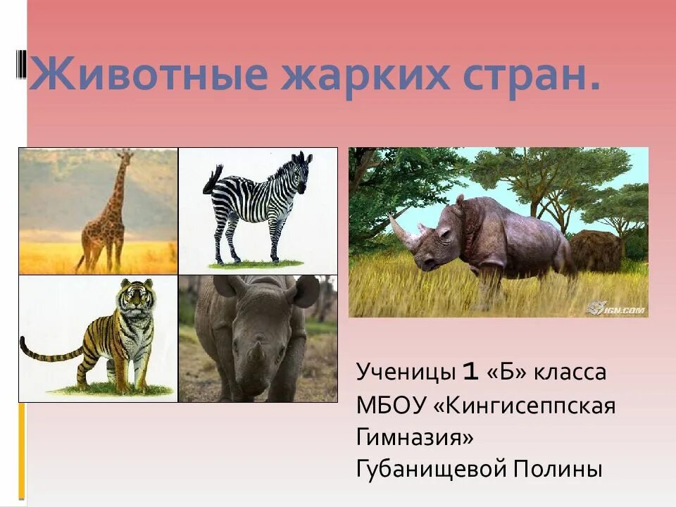 Животные жарких районов. Животные жарких стран 1 класс. Интересные факты о животных жарких стран. Рассказ о животных жарких стран. Доклад о животных жарких районов.