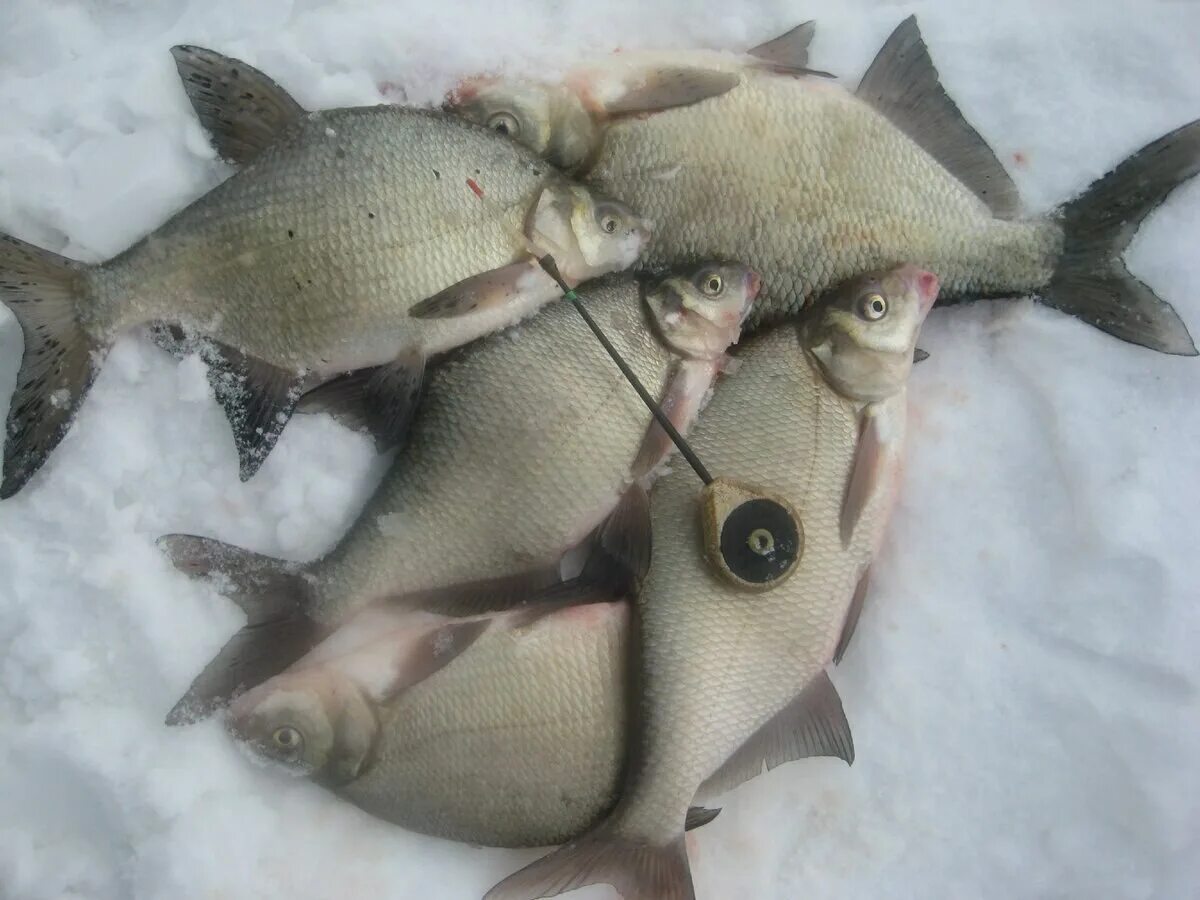 ловля леща зимой, мормышки для зимней ловли леща, рыбалка на леща зимой, рыбалка на подлещика зимой