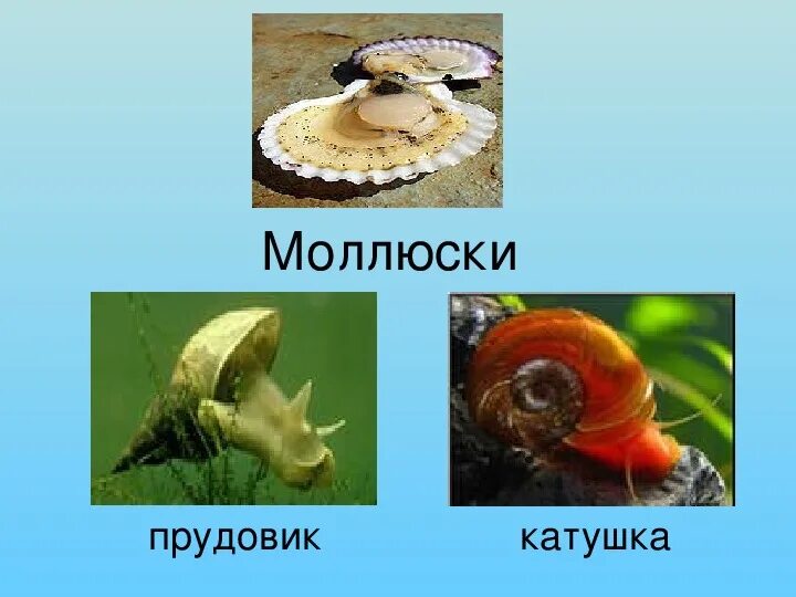 Прудовик и катушка. Брюхоногие моллюски прудовик. Моллюски прудовики и катушки. Улитка катушка килеватая. Катушка окаймленная (planorbis planorbis).