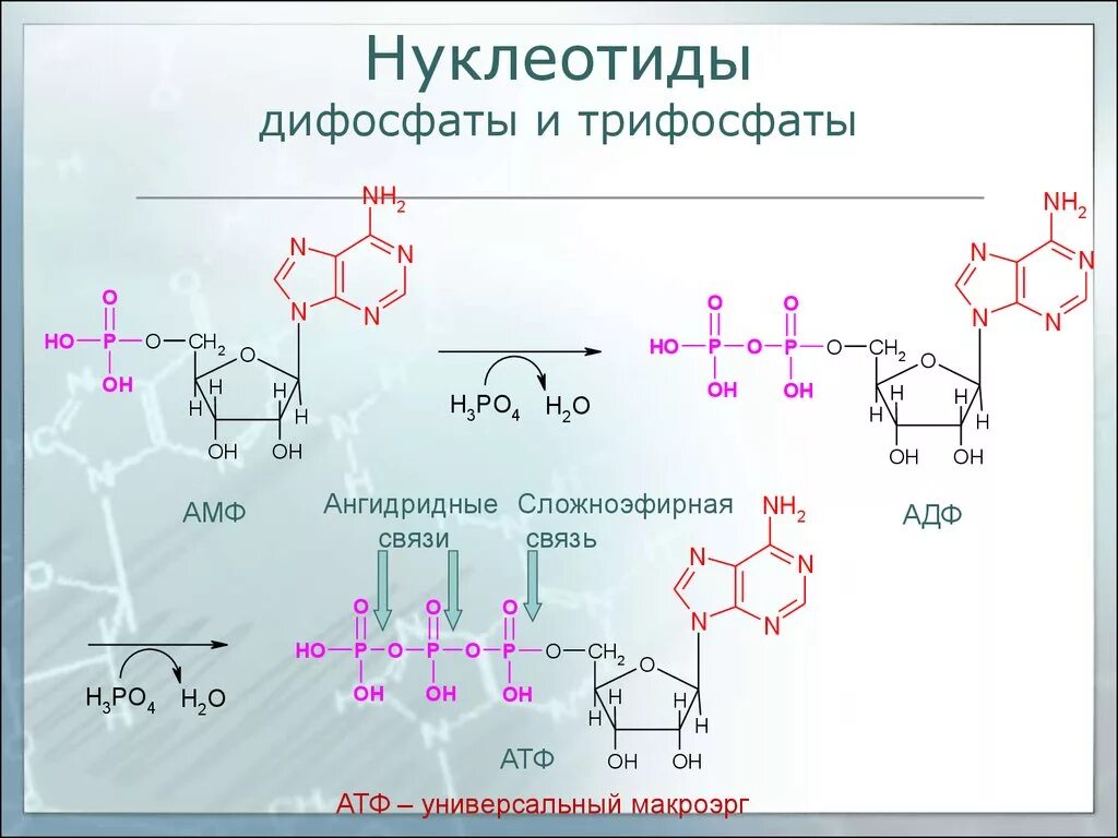 Макроэрги. Гуанозин 5 дифосфат. Нуклеотид монофосфат. Гуанозин 3 5 дифосфат. Нуклеотид 5 трифосфаты.