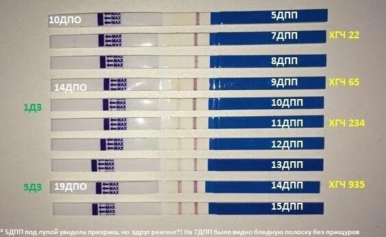 Результаты после эко. Тест по дням после переноса эмбрионов 5. Тест на беременность после эко. Тесты после подсадки эмбрионов. Тест на беременность после подсадки.