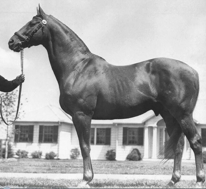 Знаменитые кони. Famous horses. Знаменитые лошади. Famous horses. Famous horses.