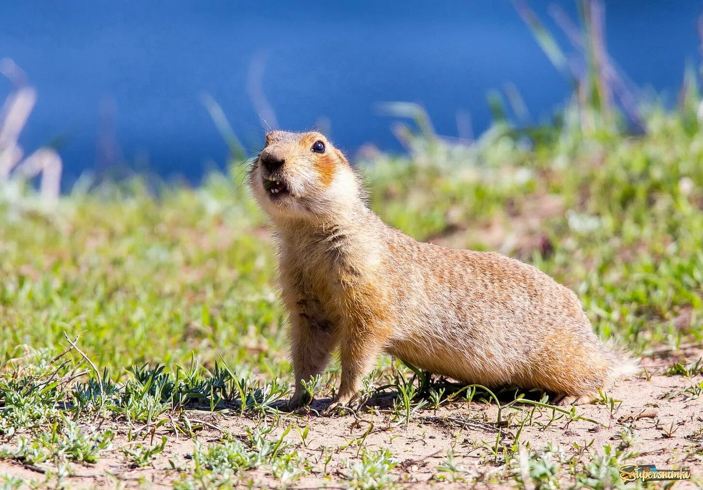 Водятся суслики. Краснощекий суслик Краснощекий. Большой суслик (Spermophilus Major). Суслик Краснощекий (Spermophilus erythrogenys). Суслик Степной Калмыкия.