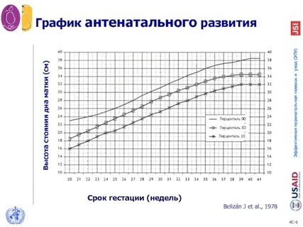Гестационный срок плода