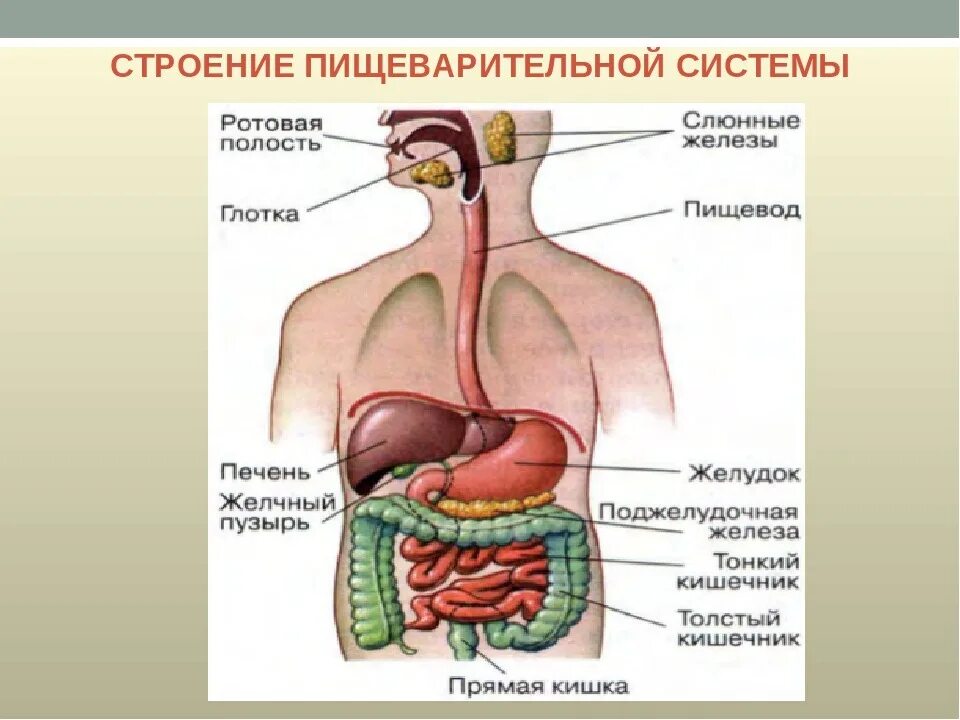 Строение человека система органов
