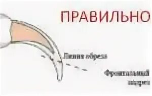 Как подстригать когти кошке ножницами. Как правильно стричь когти кошке. как правильно стричь когти котенку. как правильно обрезать когти коту.