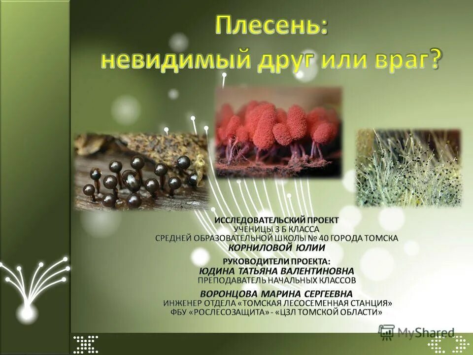 грибы ядовитые и съедобные шляпочные плесневые. колониальные водоросли вольвокс.