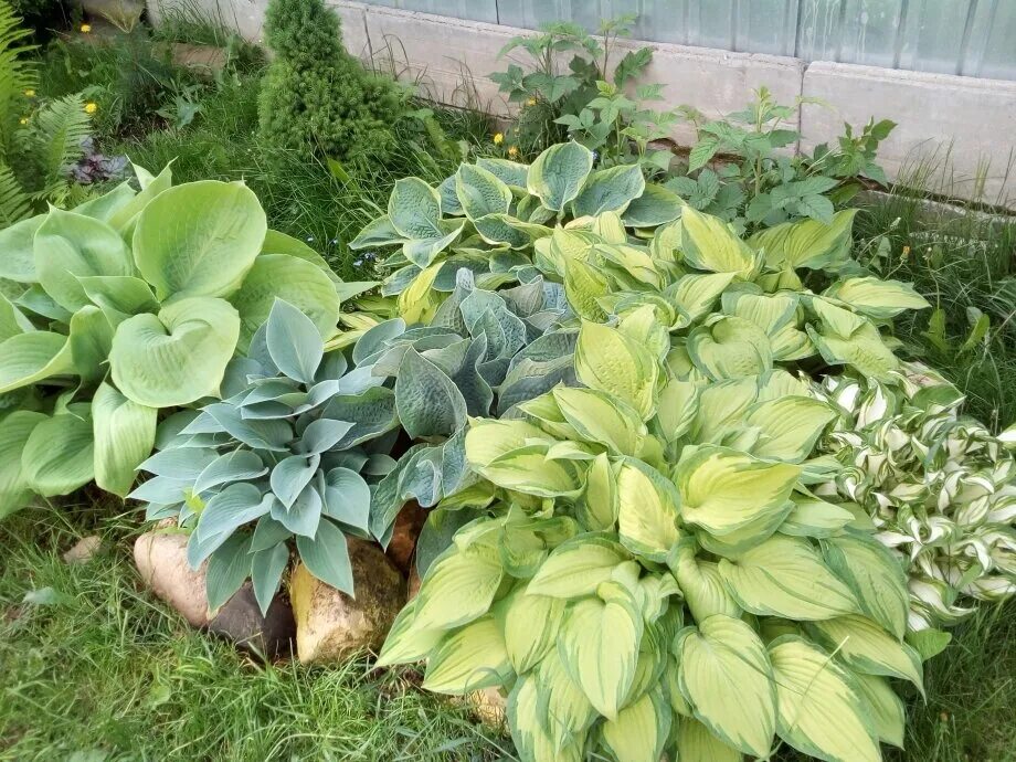 Вариант хоста. Хоста yippie. Хоста медиовариегата. Хоста aachen. Хоста аутумн фрост.
