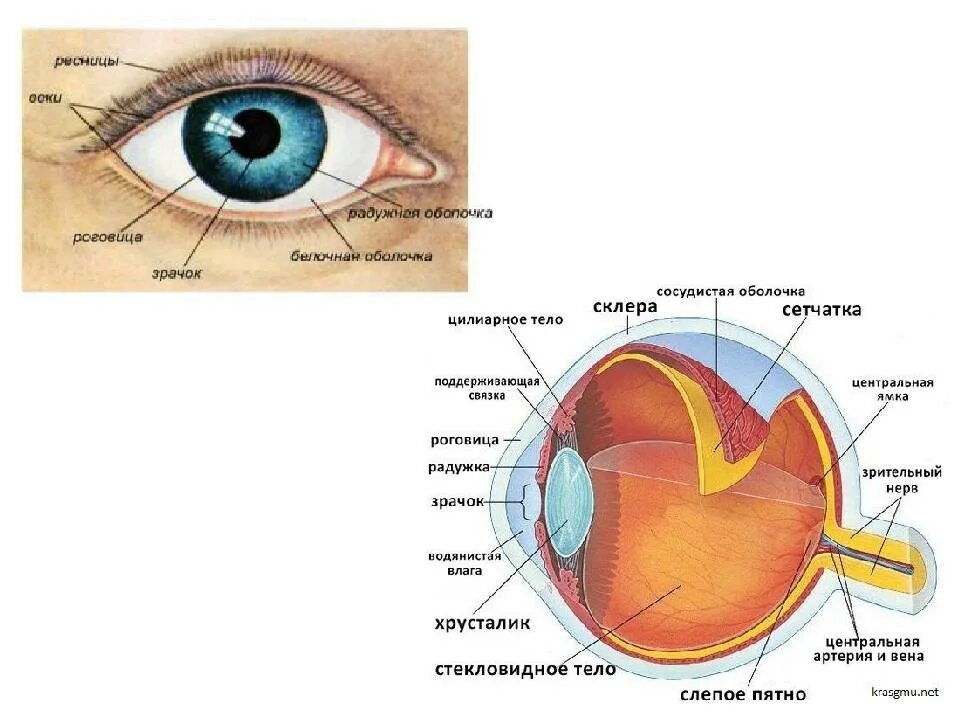 Зрительный анализатор строение органа зрения. Анализаторы зрительный анализатор строение. Строение глаза учебник по биологии 8 класс. Схема строения глазного анализатора. Схема глазного анализатора биология 8 класс.