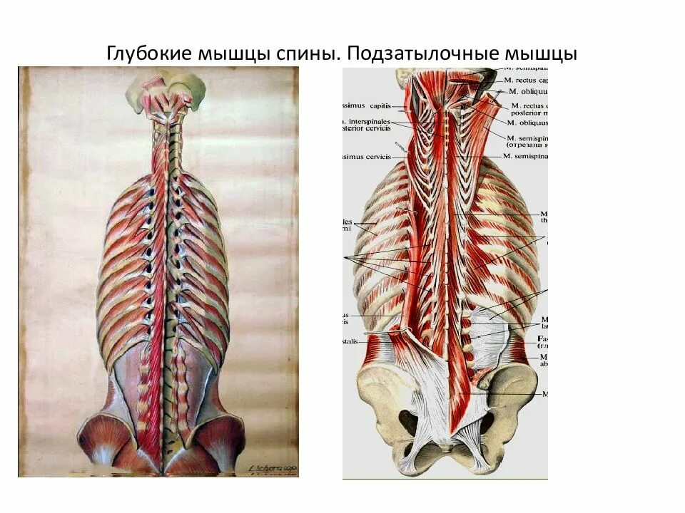 Мышцы спины и подзатылочные мышцы. Глубокие подзатылочные мышцы. Мышцы спины и позвоночного столба. Глубокие мышцы спины вентрального происхождения.