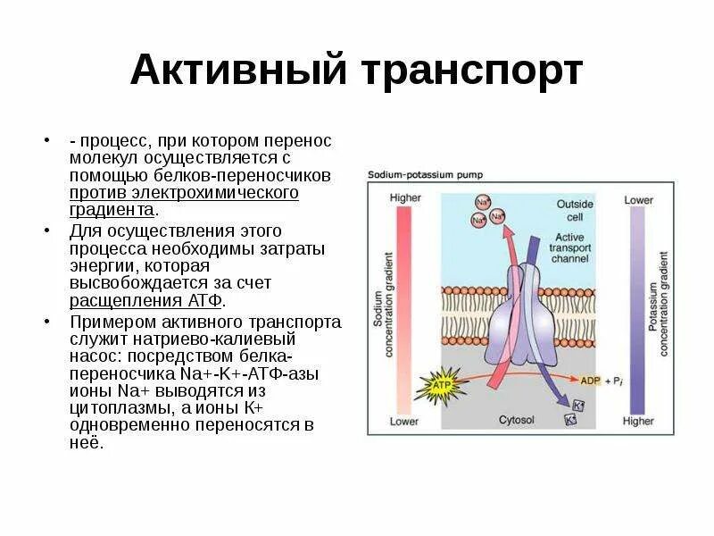 Активный транспорт в растительной клетке. Активный транспорт это перенос молекул. Активный транспорт с помощью белков переносчиков. Перенос молекулы через мембрану формула. Активный транспорт это перенос молекул.
