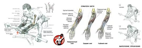 Упражнения для сгибателей и разгибателей предплечья. Упражнения для укрепления предплечий и кистей. Упражнения для прокачки кистей рук. Упражнения на сгибатели запястья. Упражнения на запястье