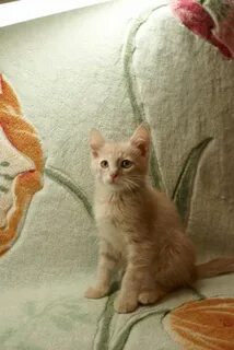 Юла котята