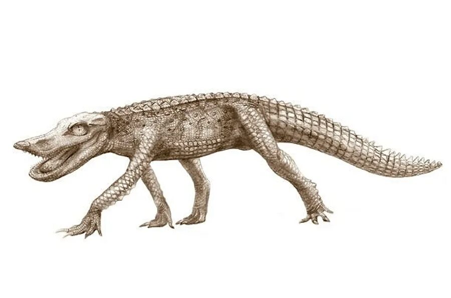 Baurusuchus albertoi. Крокодил квинкана. Вымершие пресмыкающиеся. Доисторический крокодил.