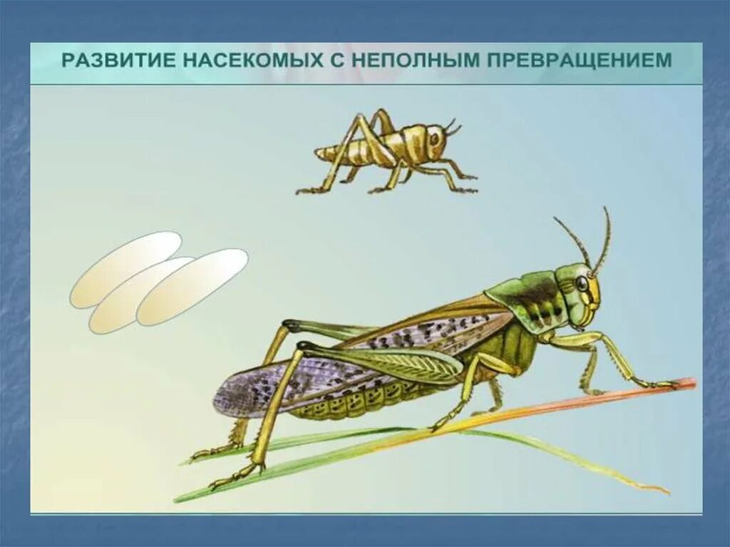 Тип развития насекомого кузнечик