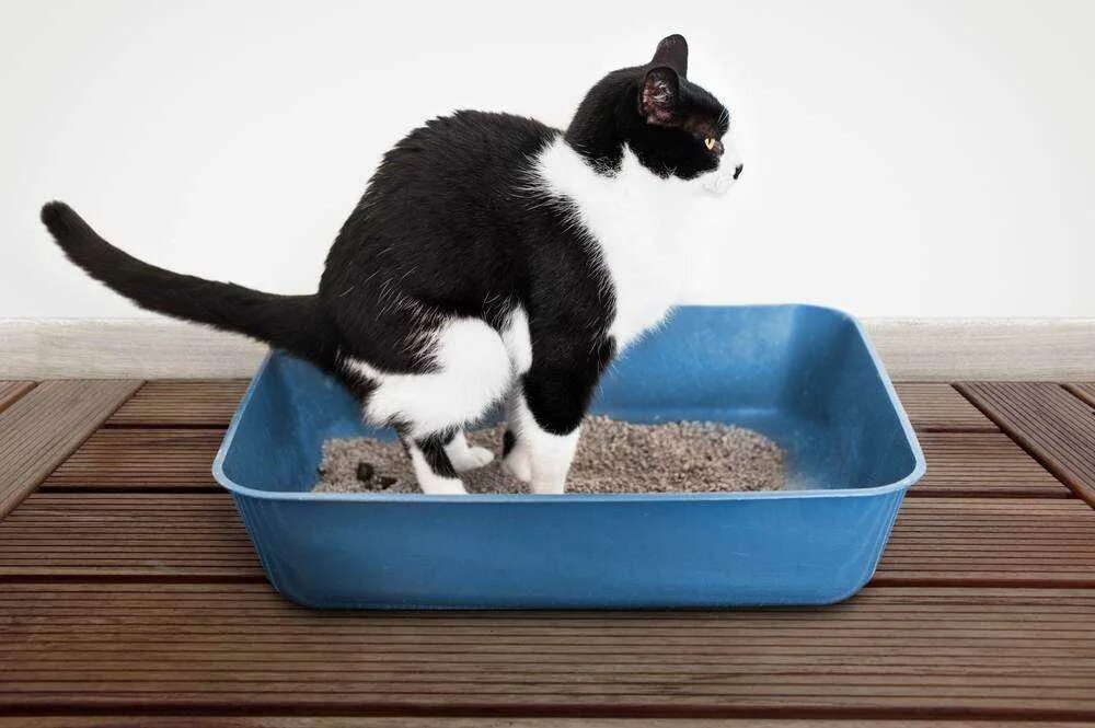 Почему кот ходит в туалет на кровать. Лоток для кошек. котик в лотке. поза кошки в лотке. кошачий лоток с котом.