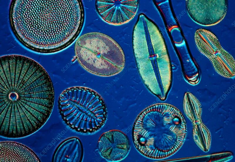Фитопланктон водоросли. Диатомовые водоросли. Морские диатомовые водоросли. Фитопланктон диатомовые водоросли. Диатомовые водоросли микроскоп.