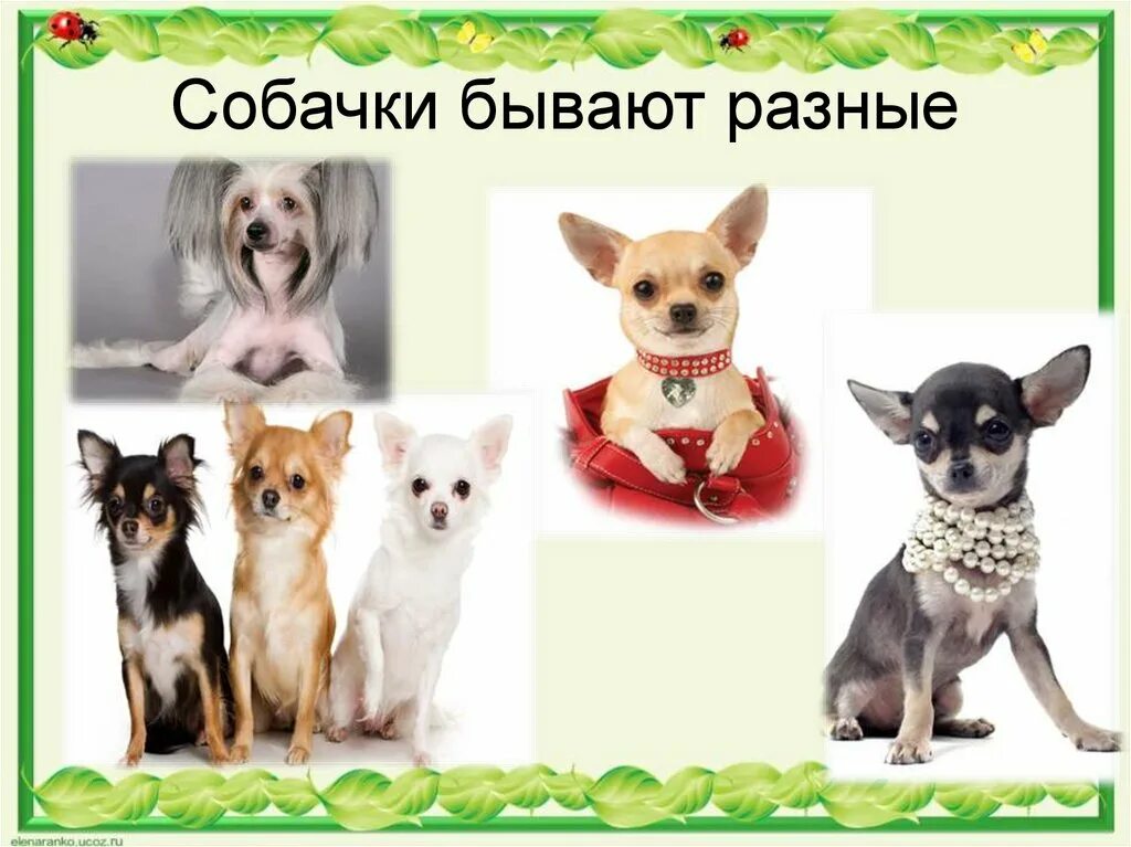 Карликовый шпиц флаффи. Спаниель кинг чарльз несса. Активные собачки породы. Померанский пуппи. Мальтипу терьер.