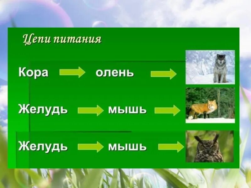 Схема невидимых нитей в весеннем лесу. Невидимые нити цепочка питания. Невидимые нити в весеннем лесу. Невидимые нити в весеннем лесу схема. Природные сообщества фото.