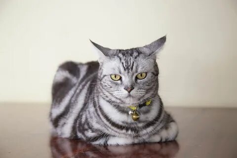 Кот либо