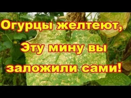 Желтеют листья у огурцов на подоконнике