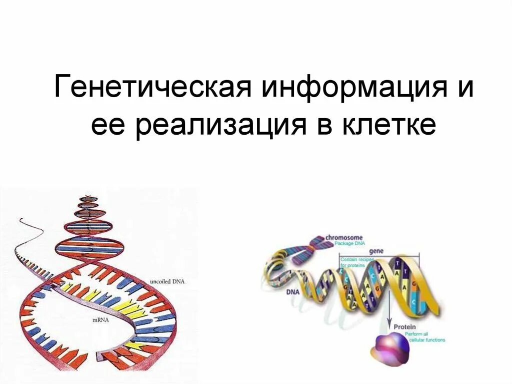 Реакция наследственной информации