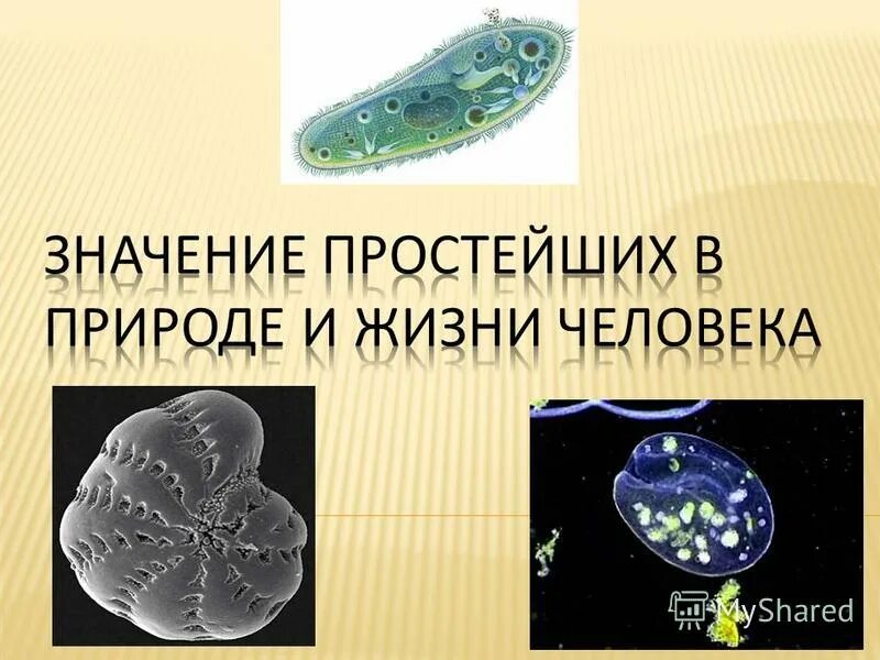 Зачем нужны простейшие организмы. Простейшие в природе. Значение простейших в природе. Значение простейших. Роль простейших в природе.