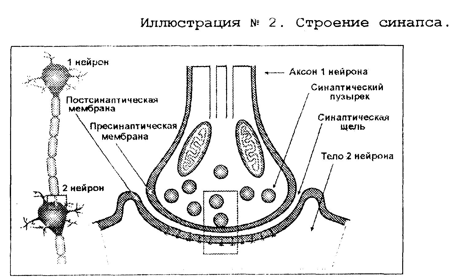Соединение синапсов