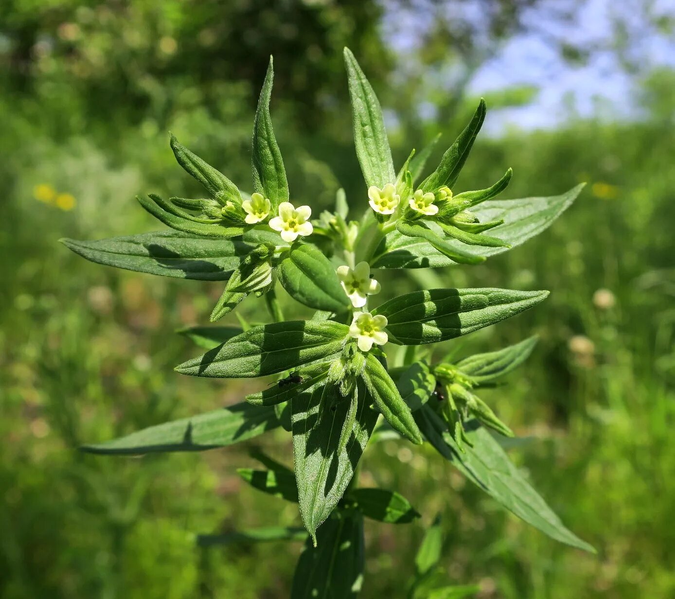 Воробейник. Воробейник краснокорневой. воробейник лекарственный lithospermum officinale. воробейник лекарственный плантариум. воробейник лекарственный (lithospermum officinale l.).