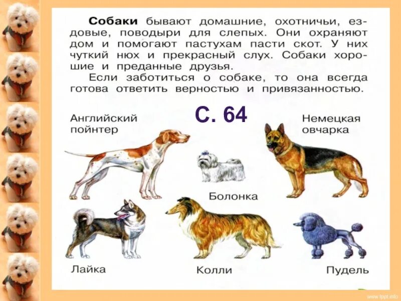 Класс собаки кошки. Собака для презентации. Собака из энциклопедии. Художественый Текс про собак. Презентация по собаке.