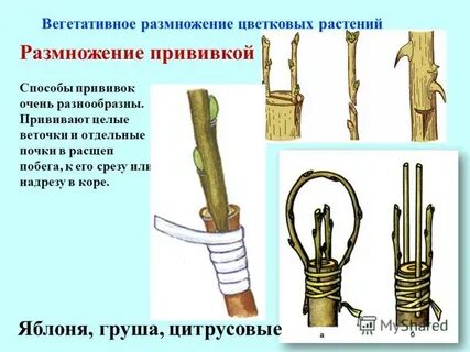 Размножение яблони