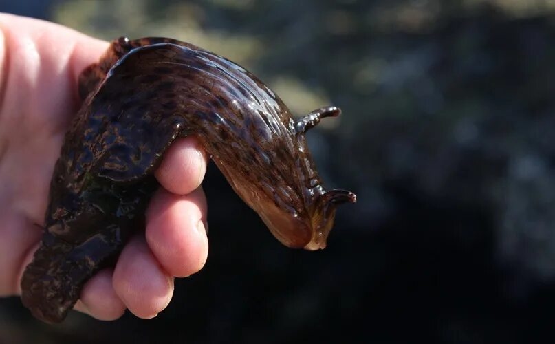Аплизия морской моллюск. Морской заяц Aplysia. Морской заяц моллюск аплизия. Чёрный морской заяц (Aplysia Vaccaria). Черный морской заяц