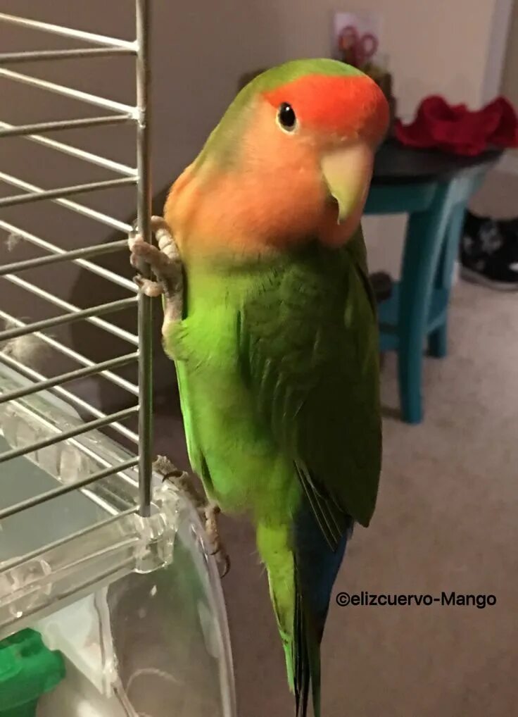 Попугай манго. Попугай манго. Попугай похожий на манго. Попугай манго порода. Попугай манго.