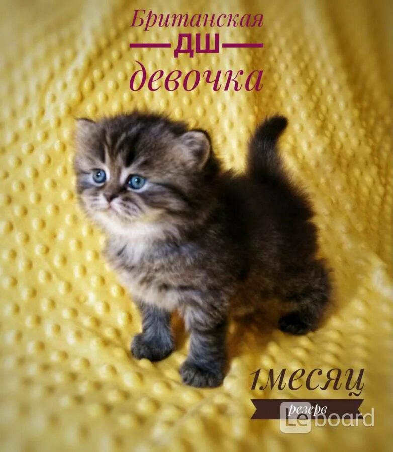 Гуково кошки. Пурина ван реклама. Гуково кошки. Бесплатные коты шарыпово. Гуково кошки.
