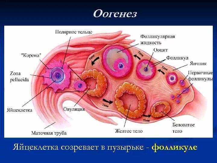 В фолликуле яичника происходит оплодотворение. Строение фолликула гистология. Формирование фолликула в яичнике. Созревание яйцеклетки анатомия. Фолликул анатомия.