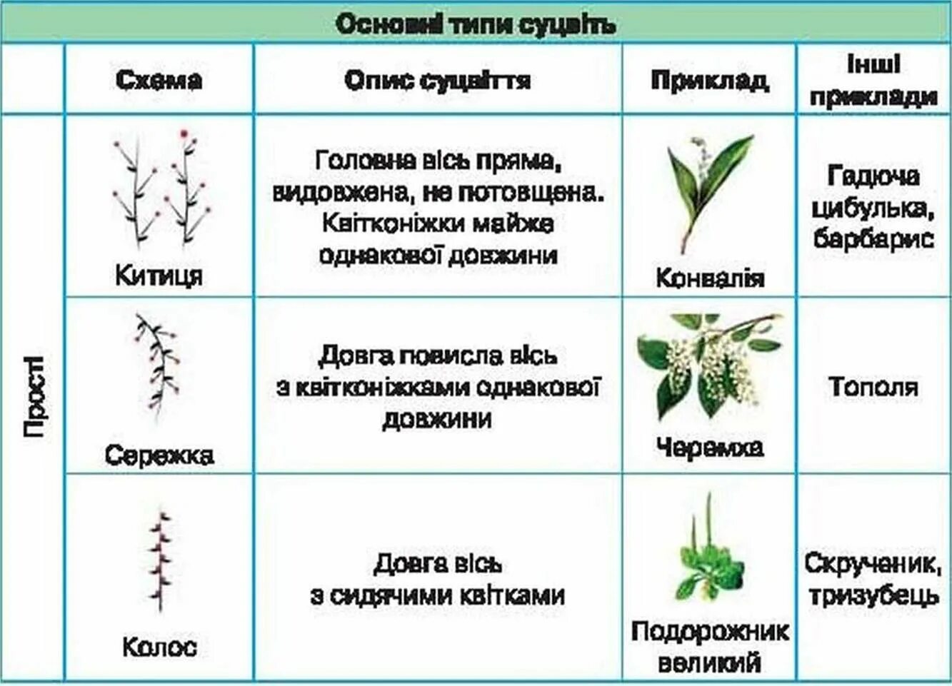 Составить таблицу по соцветиям 6 класс биология Картинки ЛАБОРАТОРНАЯ РАБОТА ВИДЫ СОЦВЕТИЙ 6 КЛАСС