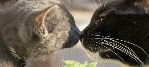 Why did the second cat complain