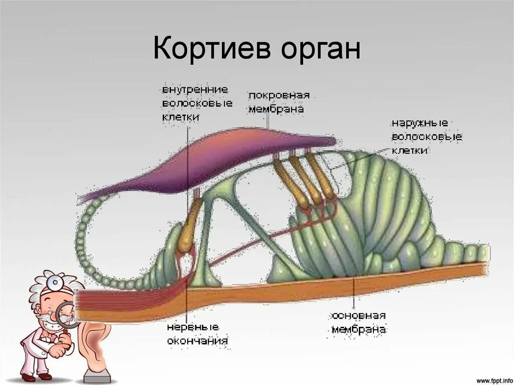 Кортиев орган в улитке внутреннего уха. Ухо строение Кортиев орган. Строение внутреннего уха Кортиев орган. Внутреннее ухо Кортиев орган.