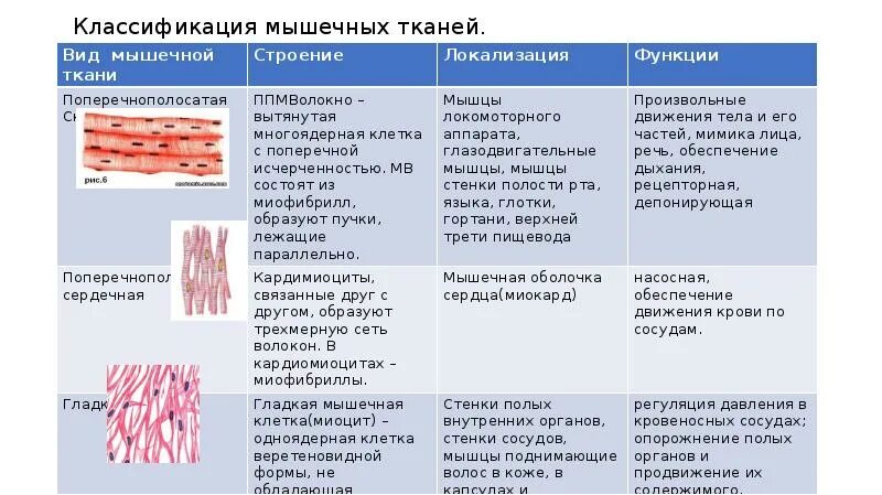 Состоит из клеток имеющих поперечную исчерченность. Поперечно-полосатая Скелетная мышечная ткань функции. Локализация поперечно полосатой сердечной мышечной ткани. Мышечная ткань строение и функции. Сердечная поперечнополосатая мышечная ткань строение.