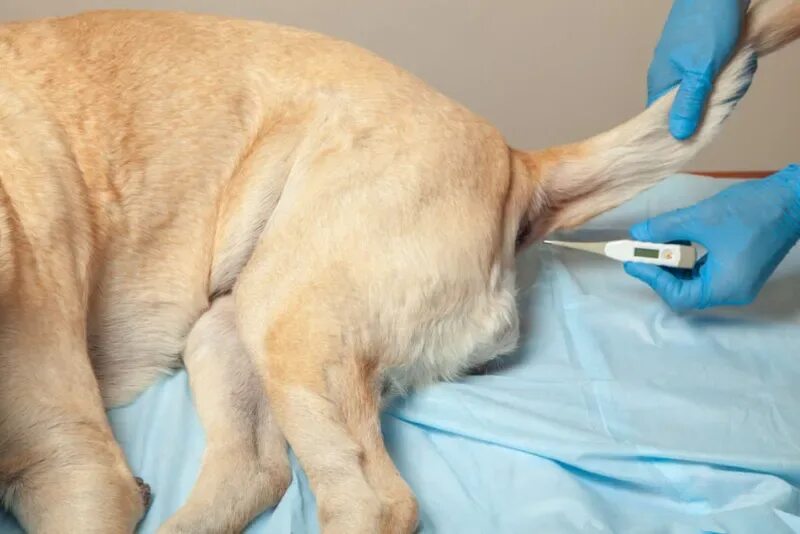 Виртуальный храм поставить свечку. Ректальное введение животным. Ставить свечку животным. Электронная свечка в храме. Электронная свечка в храме.