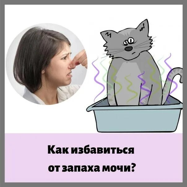 Сильный запах кошки. Запах кошачьей мочи. Пахнет кошачьей мочой. Неприятный запах от кошки. Как избавиться от запаха мочи кота.