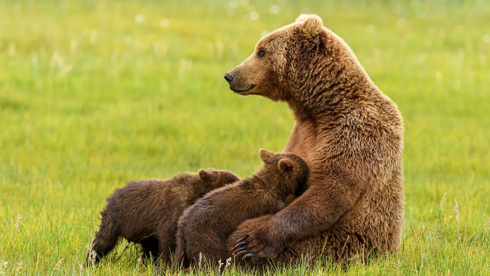 Bears end