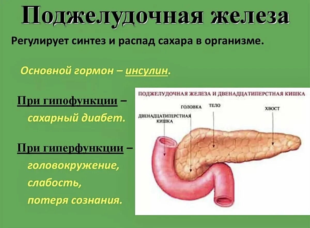 Функции поджелудочной железы биология. Поджелудочная железа схема. Строение поджелудочной железы 8 класс биология. Поджелудочная желелеза. Секрет поджелудочной железы функции