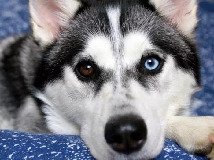 сибирский хаски с гетерохромией. хаски гетерохромия. сибирский хаски с гетерохромией. сибирский хаски. сибирский хаски разноглазый.