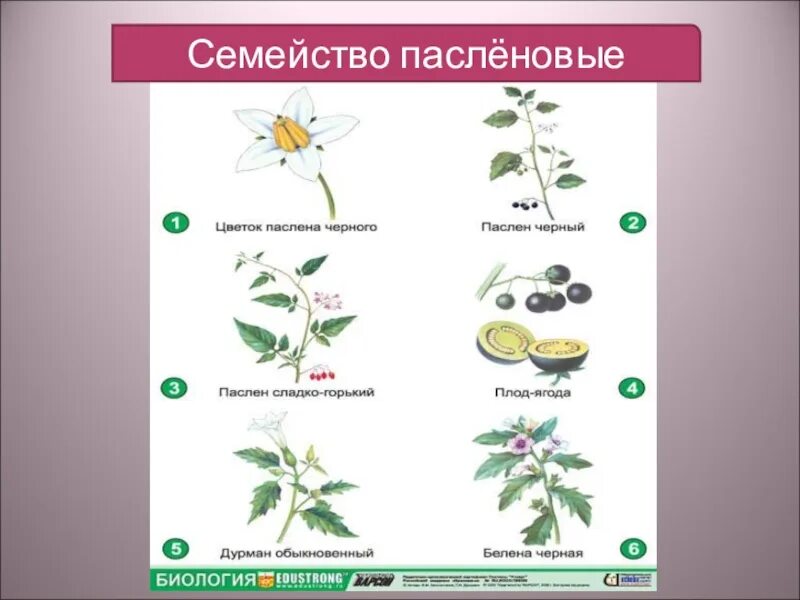 Тест по теме семейства. Семейства покрытосеменных Пасленовые. Семейства растений схема Паслёновые. Семена пасленовых растений. Рисунок растения семейства пасленовых.